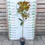 Magnólia veľkokvetá (Magnolia grandiflora) ´LITTLE GEM´ - výška: 120-140 cm, kont. C5L (-21°C) - NA KMIENKU